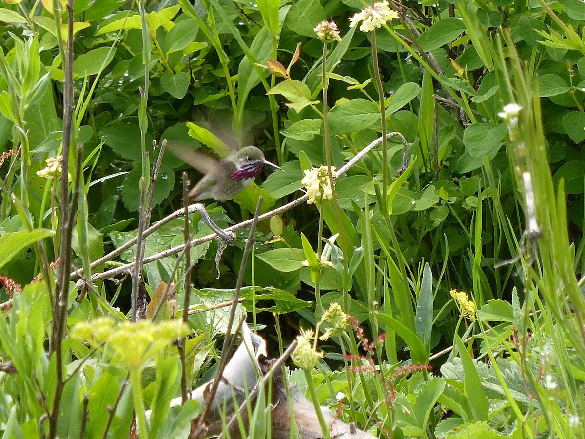 Calliope Hummingbird - ML507915821