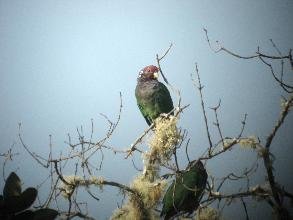 Speckle-faced Parrot - ML50791631