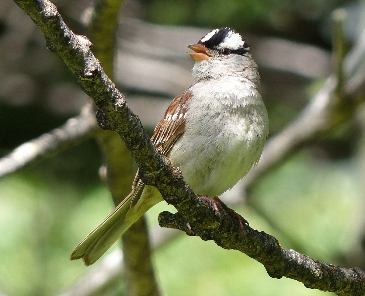 White-crowned Sparrow - ML507916541