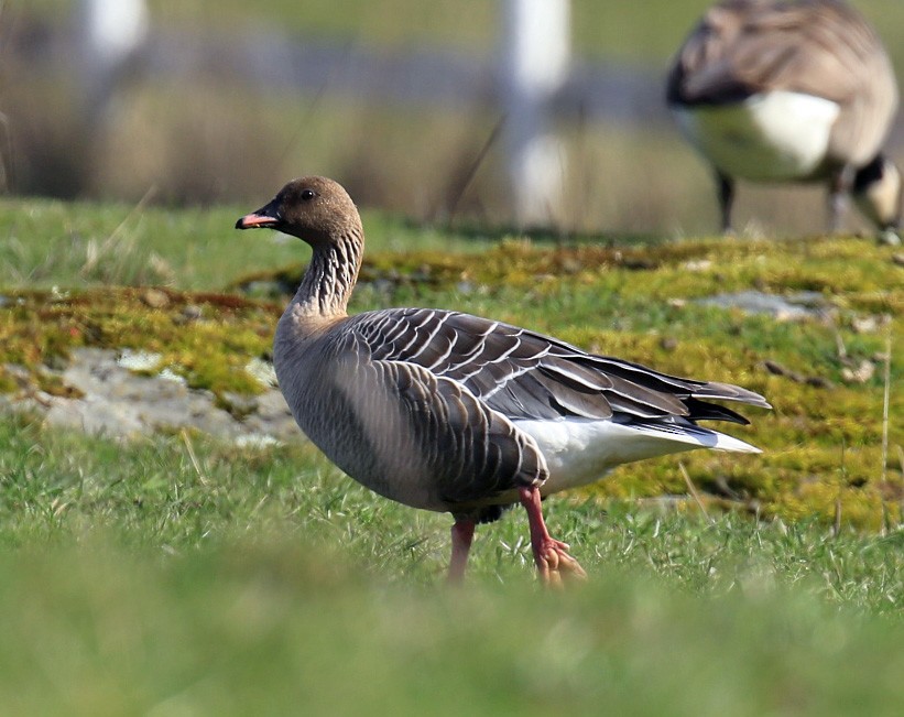 Pink-footed Goose - ML50792421