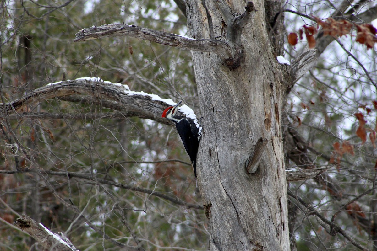 Pileated Woodpecker - ML507924301