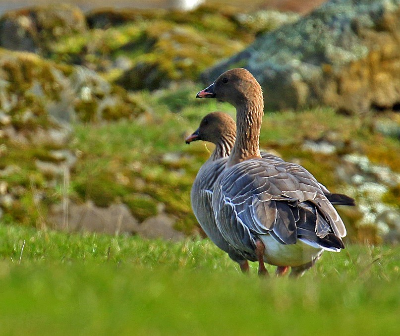 Pink-footed Goose - ML50792441