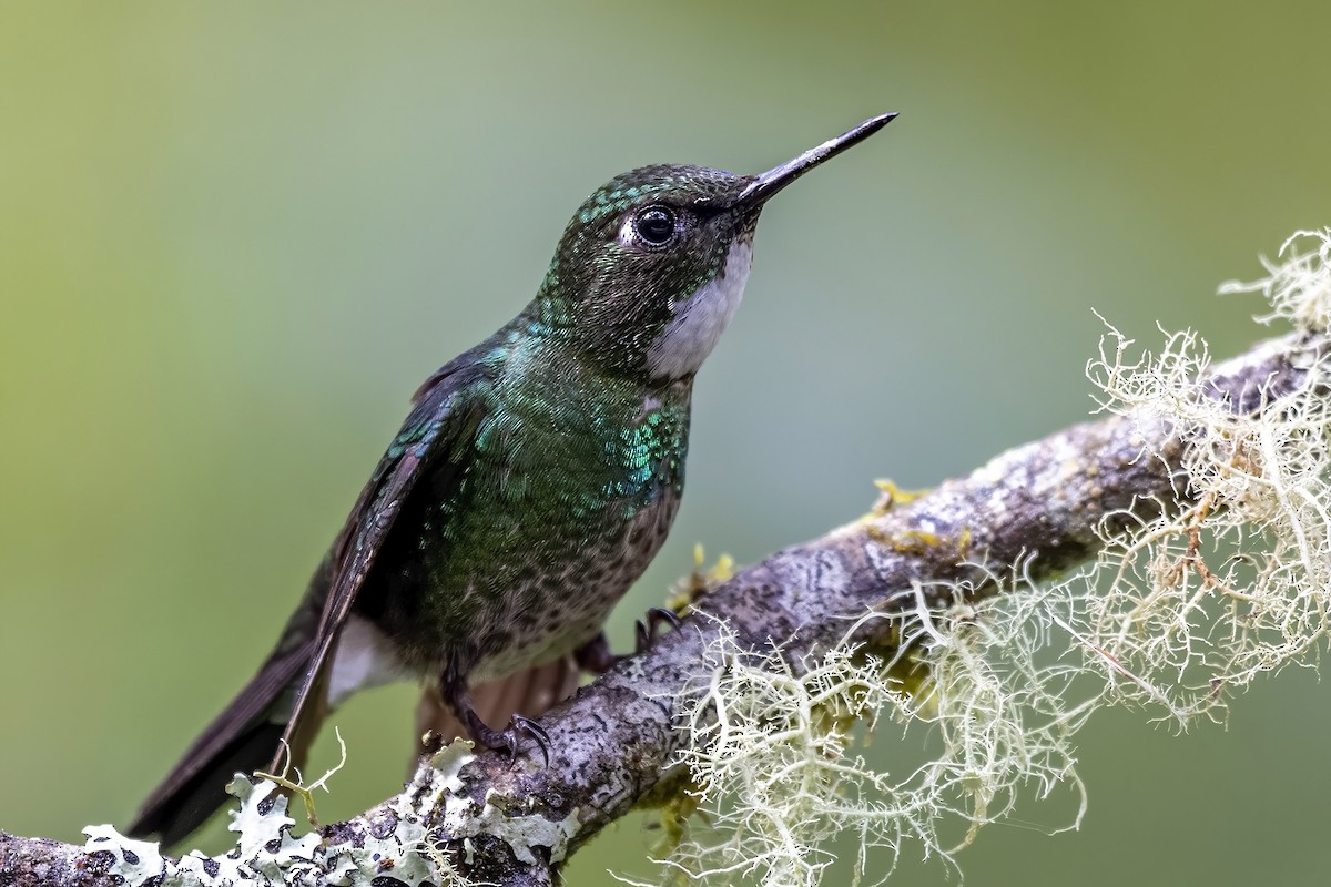 kolibřík turmalinový - ML507924631