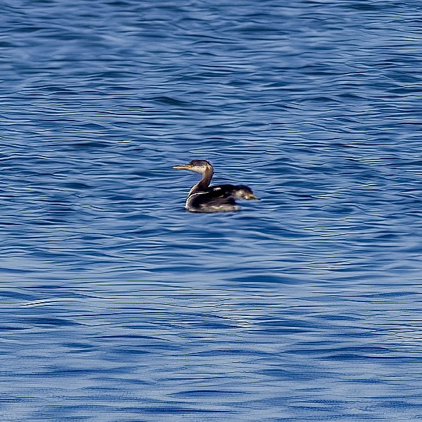 Red-necked Grebe - ML507929271