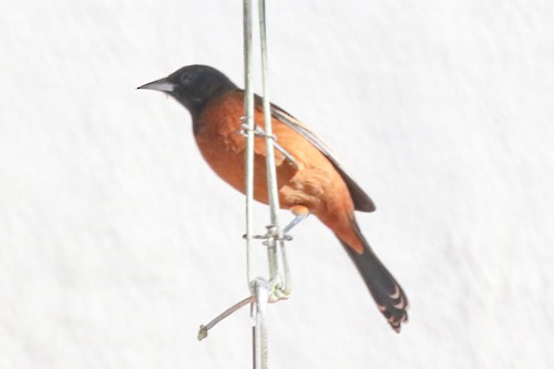 Orchard Oriole - ML507930171