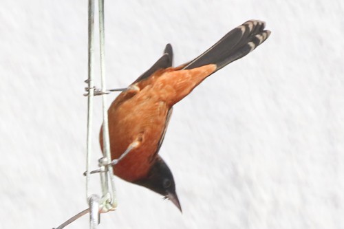 Orchard Oriole - ML507930181