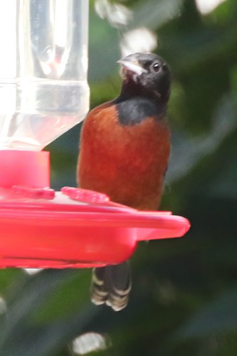 Orchard Oriole - ML507930191