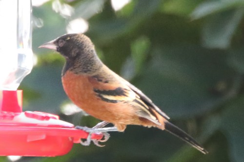 Orchard Oriole - ML507930201