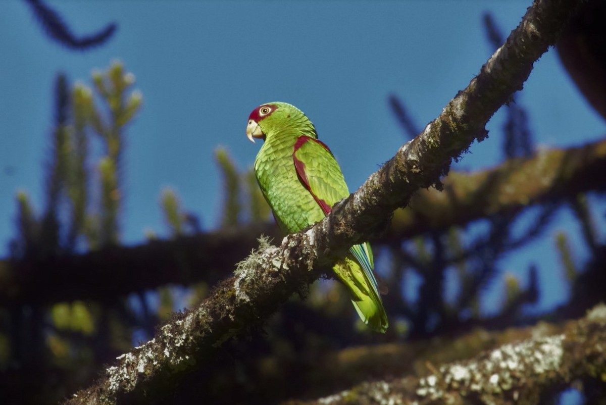 Red-spectacled Parrot - ML507931011