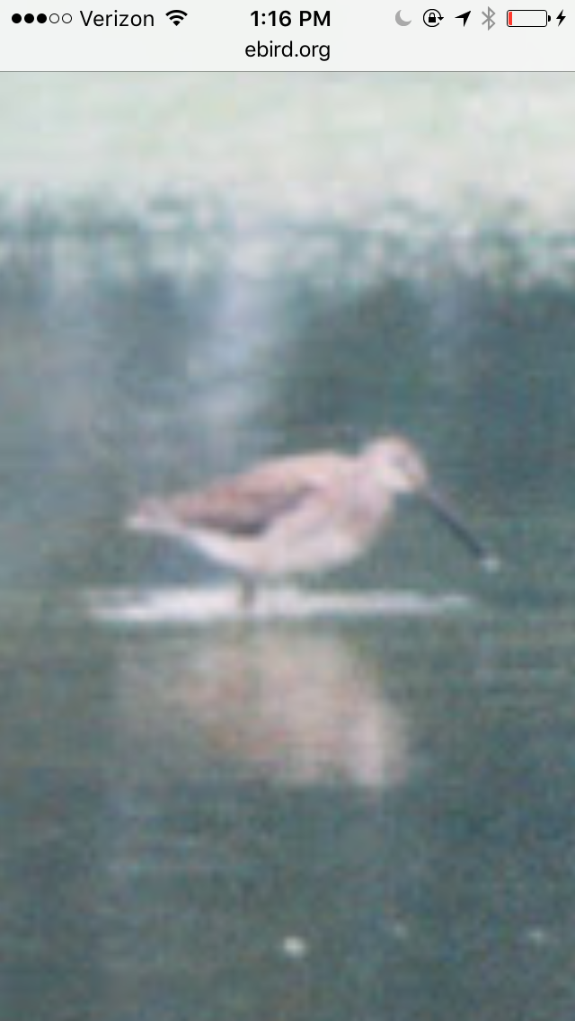Long-billed Dowitcher - ML50793681