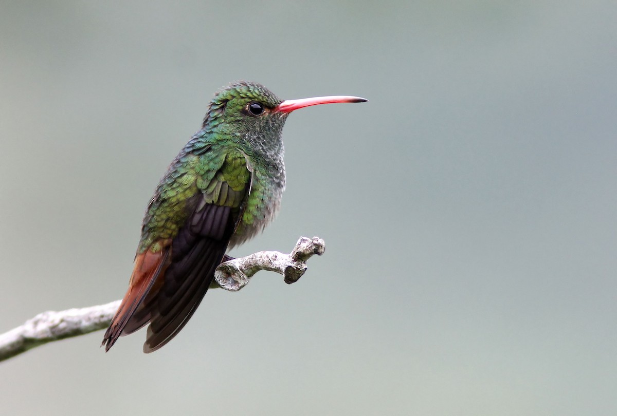 Rufous-tailed Hummingbird - ML507942351