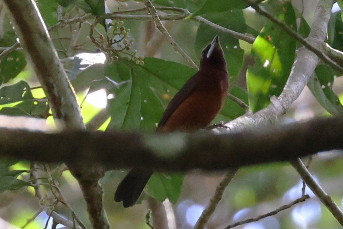 Silver-beaked Tanager - ML507942471