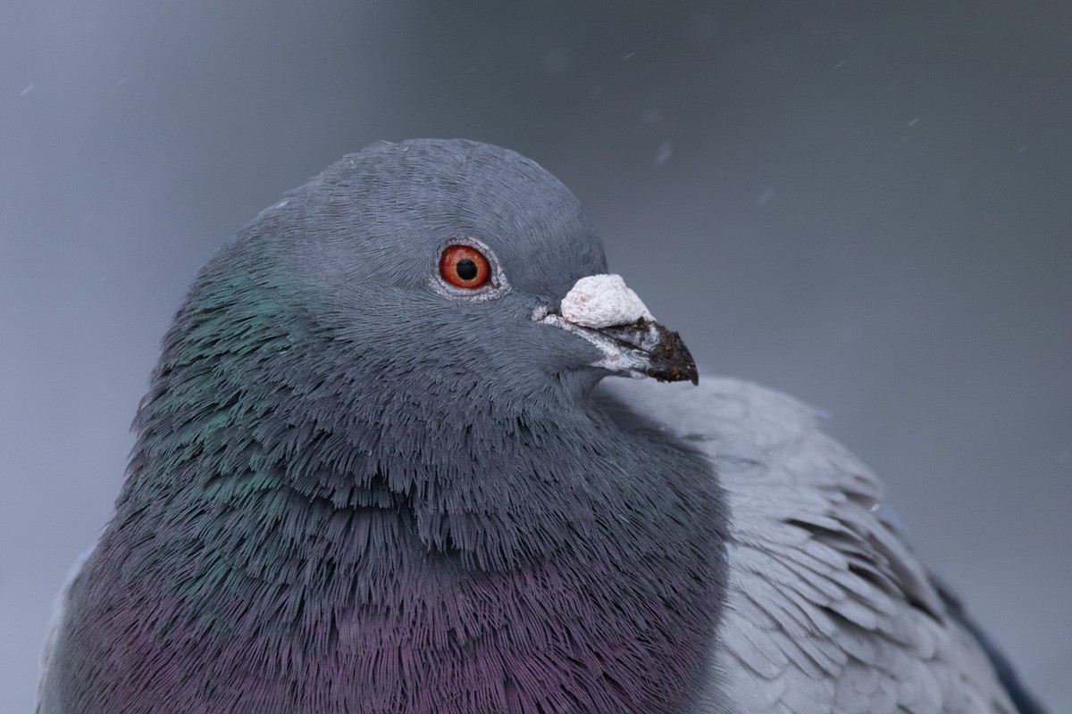 Rock Pigeon (Feral Pigeon) - Rain Saulnier