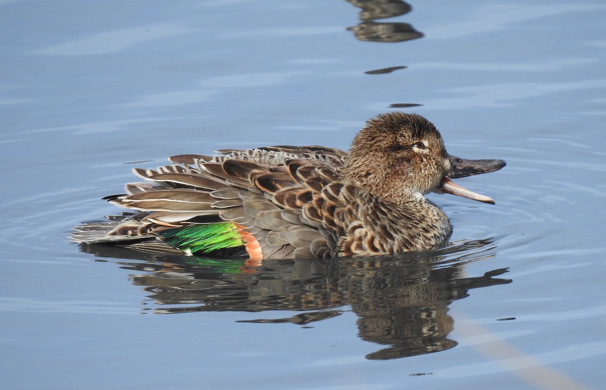 Green-winged Teal - ML507943931
