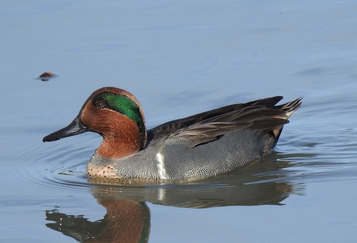 Green-winged Teal - ML507944061