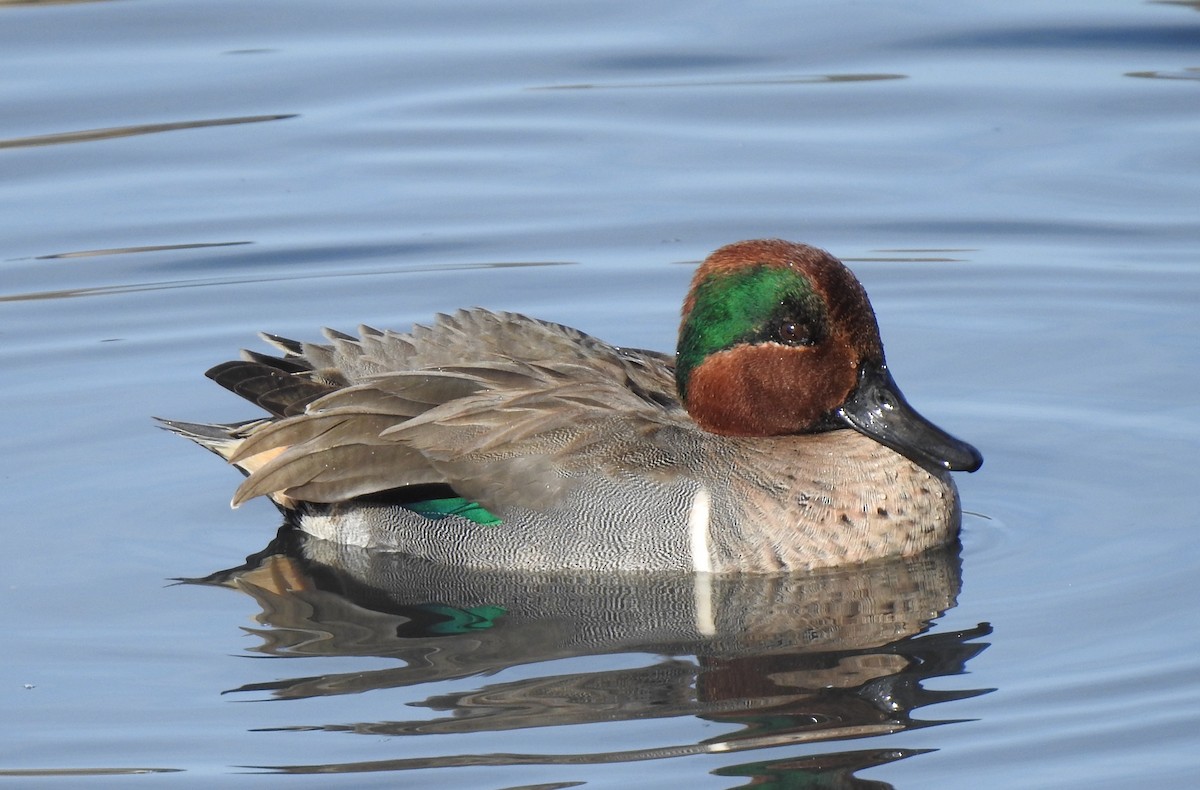Green-winged Teal - ML507944101