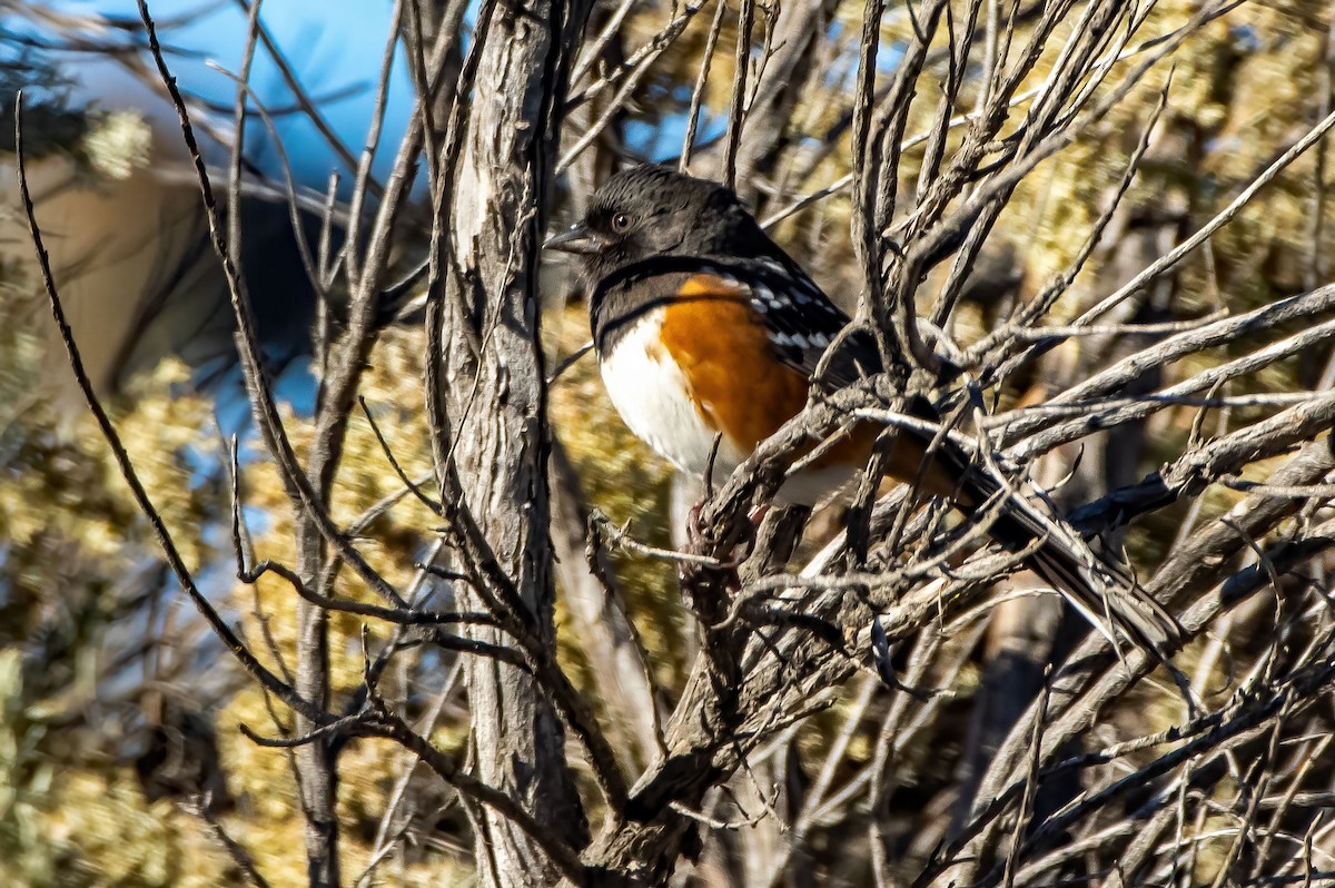 Spotted Towhee - ML507948961