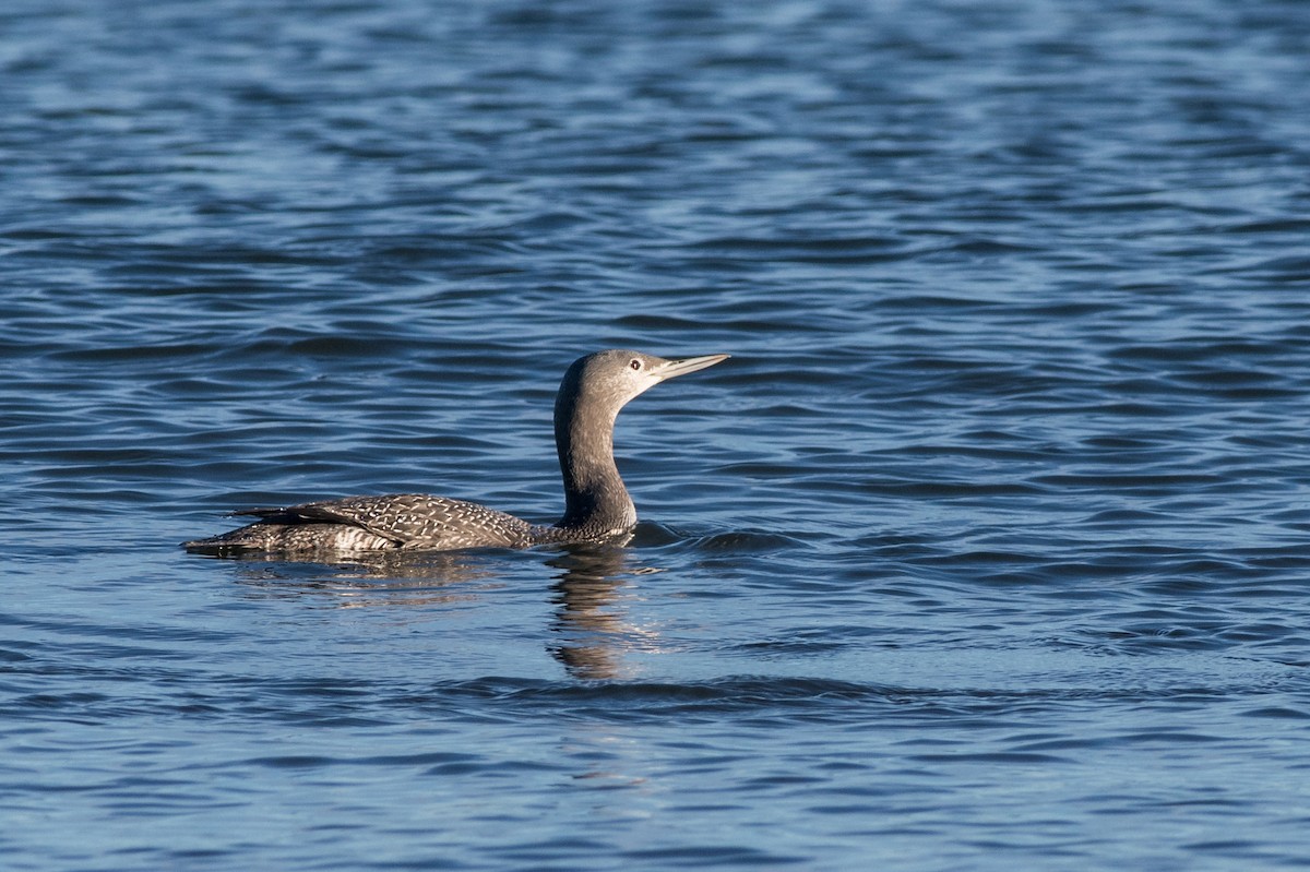 Red-throated Loon - Emily Turteltaub Nelson