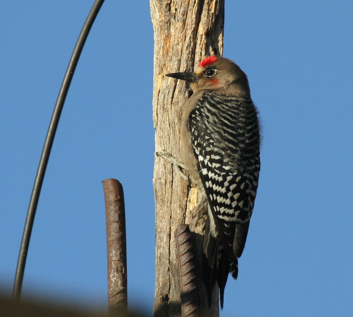Gray-breasted Woodpecker - ML50795081