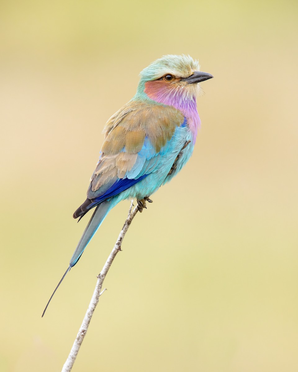 Lilac-breasted Roller - Dorian Anderson