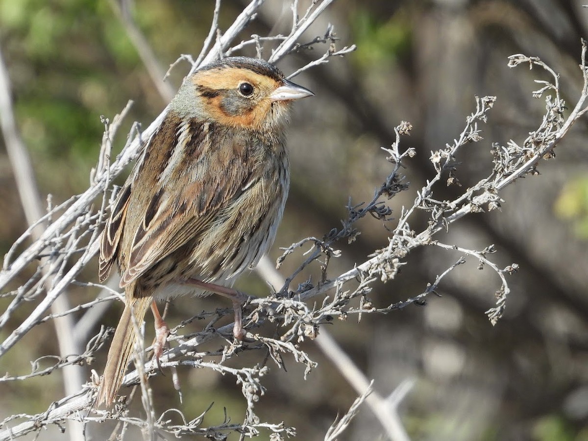 Nelson's Sparrow - Long-eared Owl