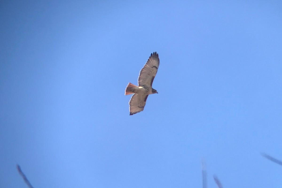 Red-tailed Hawk (borealis) - ML507957401