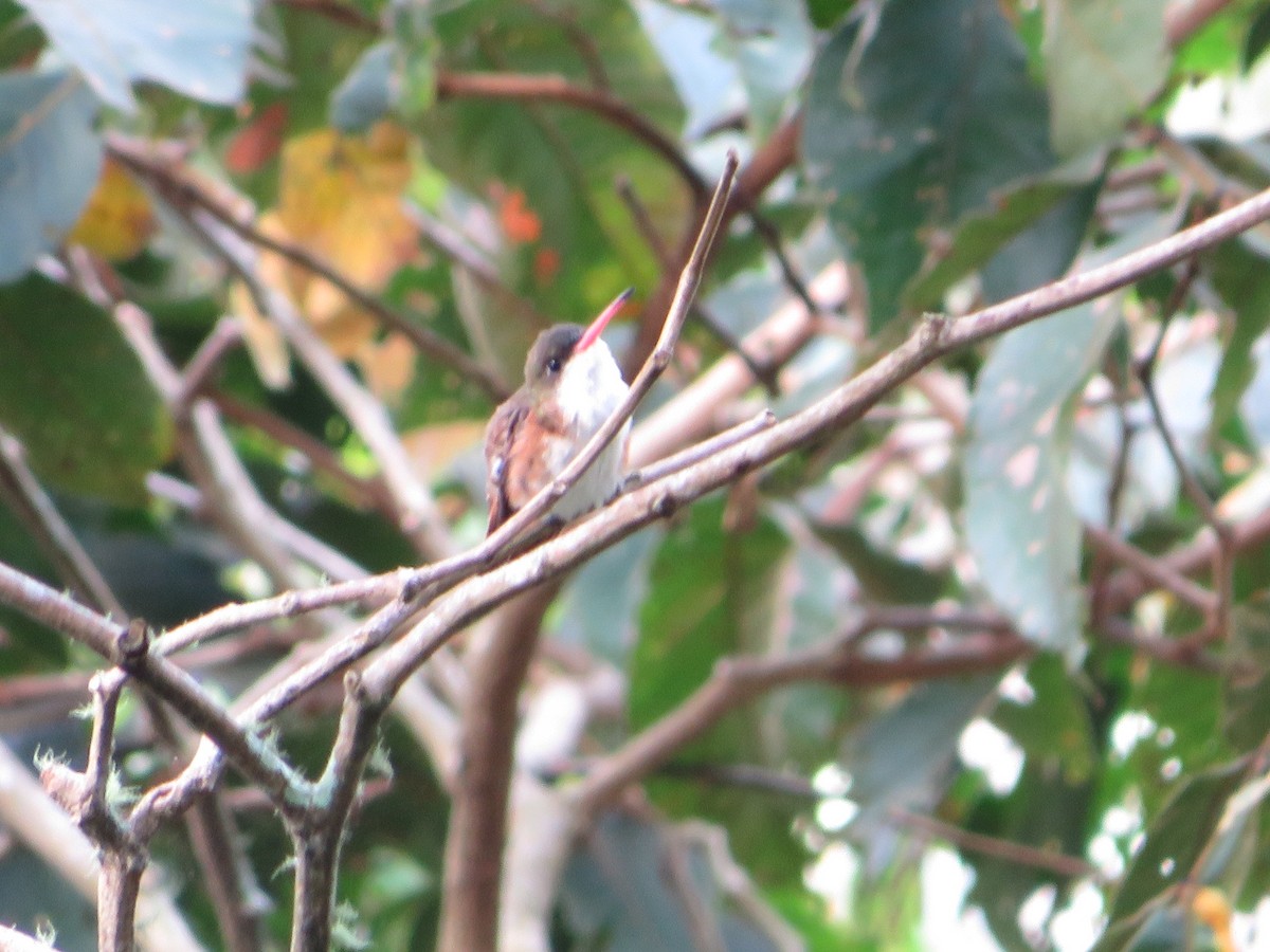 Green-fronted Hummingbird (Cinnamon-sided) - ML507958641