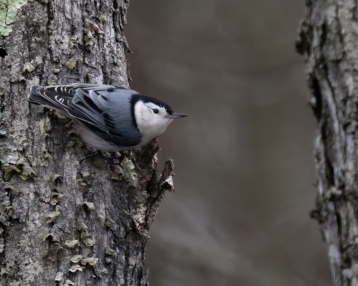 White-breasted Nuthatch - ML507959381