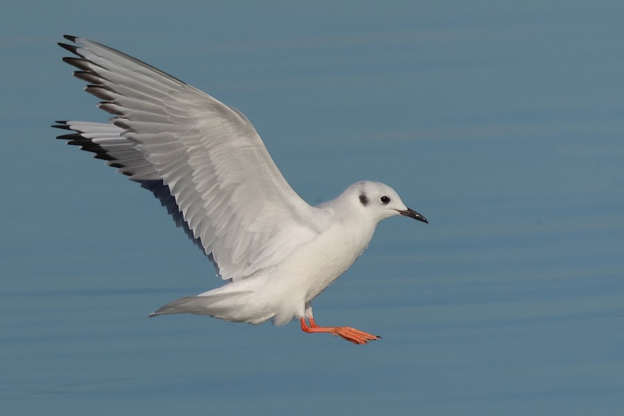 Bonaparte's Gull