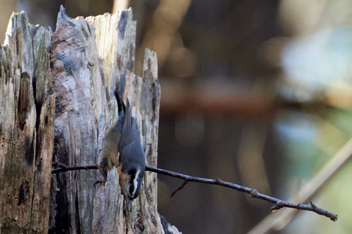 Red-breasted Nuthatch - ML507962121
