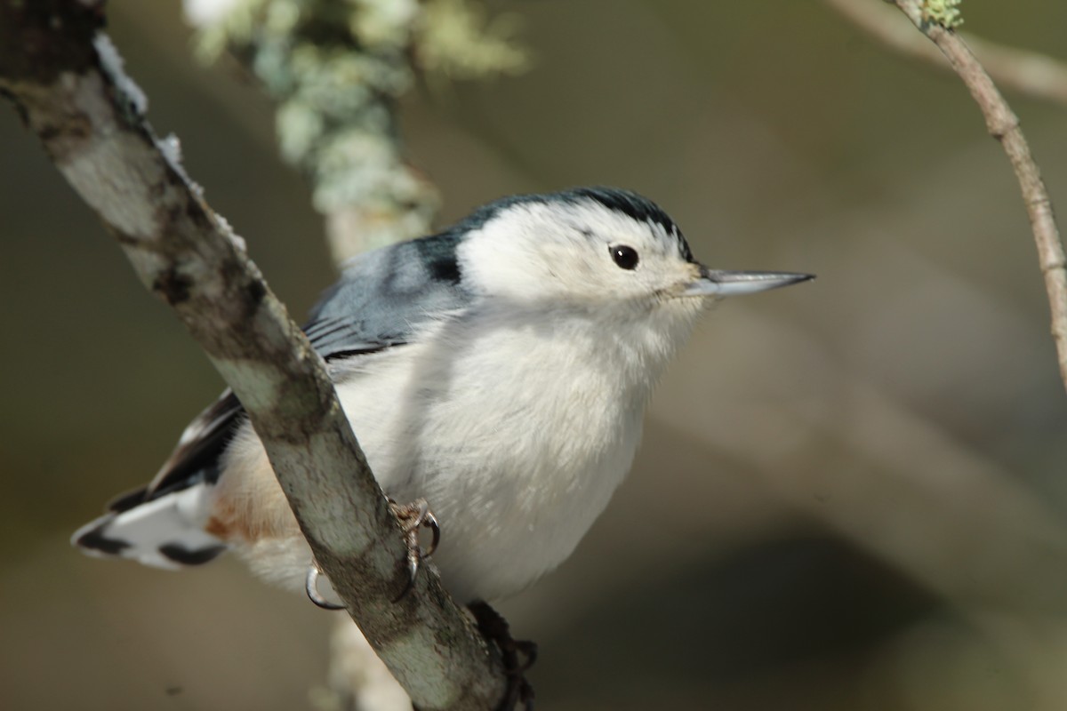White-breasted Nuthatch - ML507962561