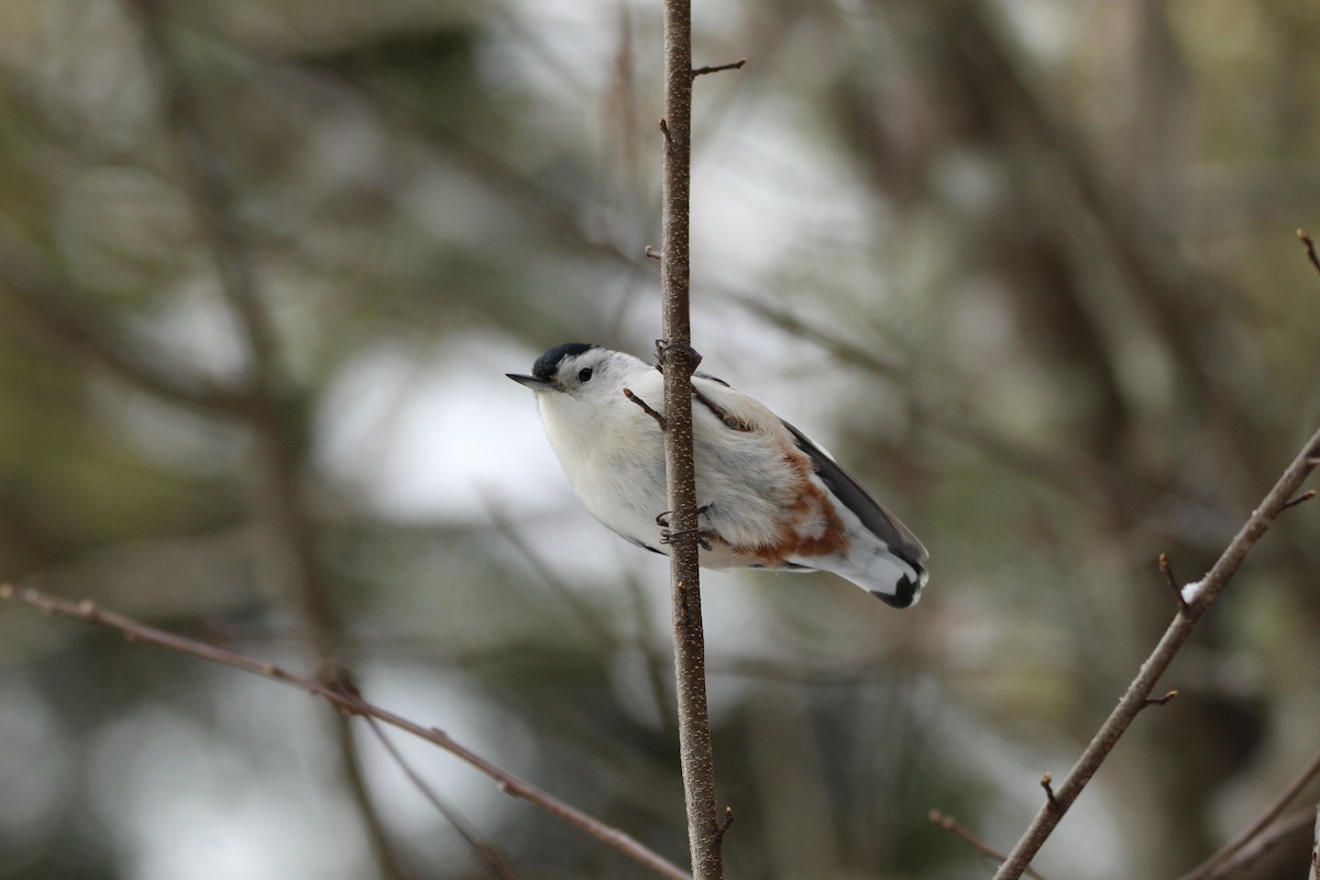 White-breasted Nuthatch - ML507962571
