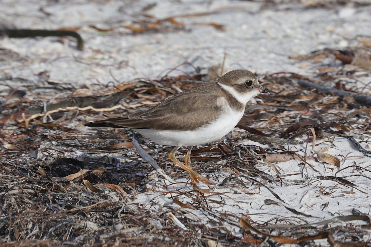 Semipalmated Plover - ML507965781