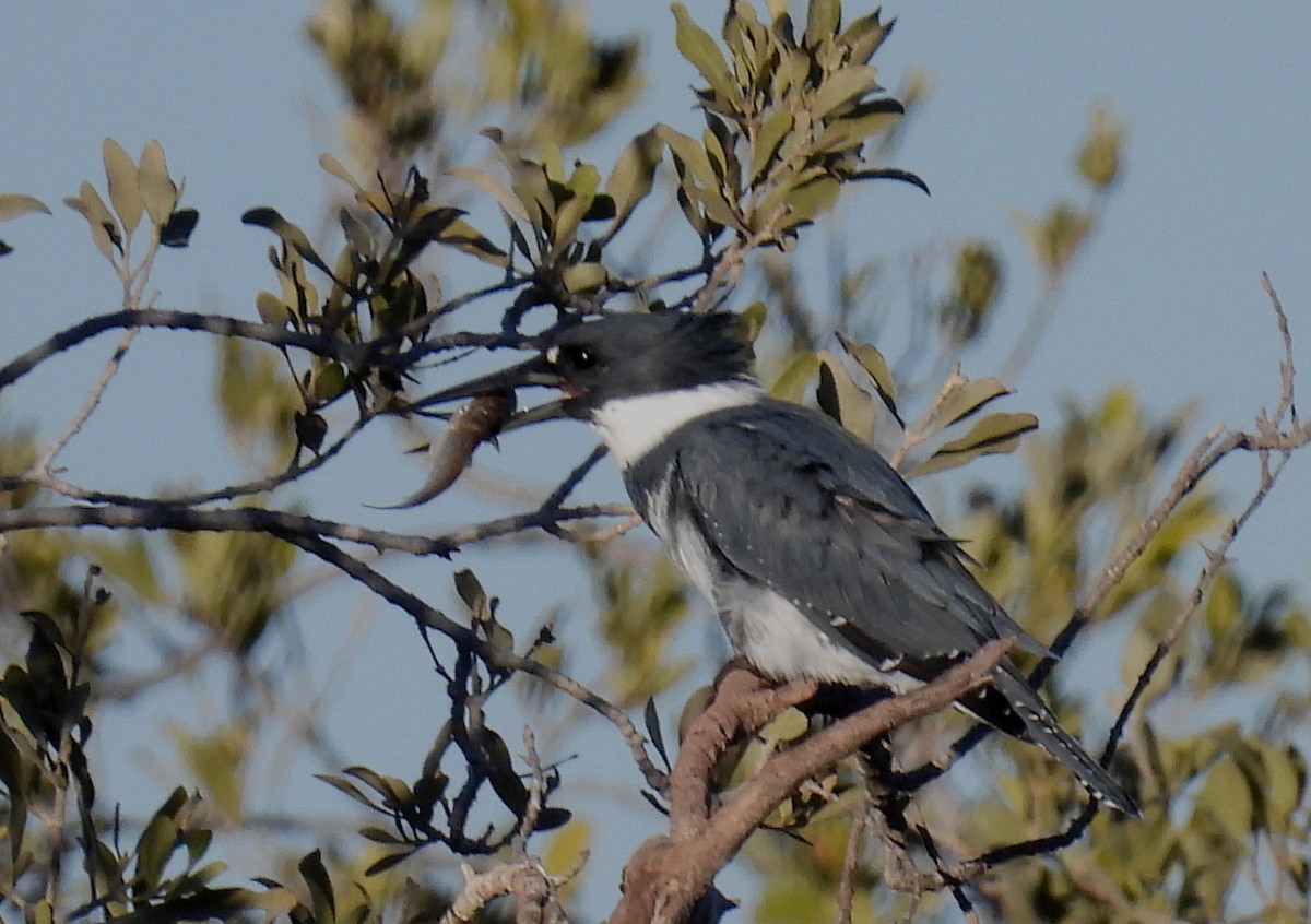 Belted Kingfisher - ML507971361