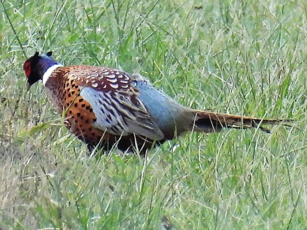Ring-necked Pheasant - ML507971601