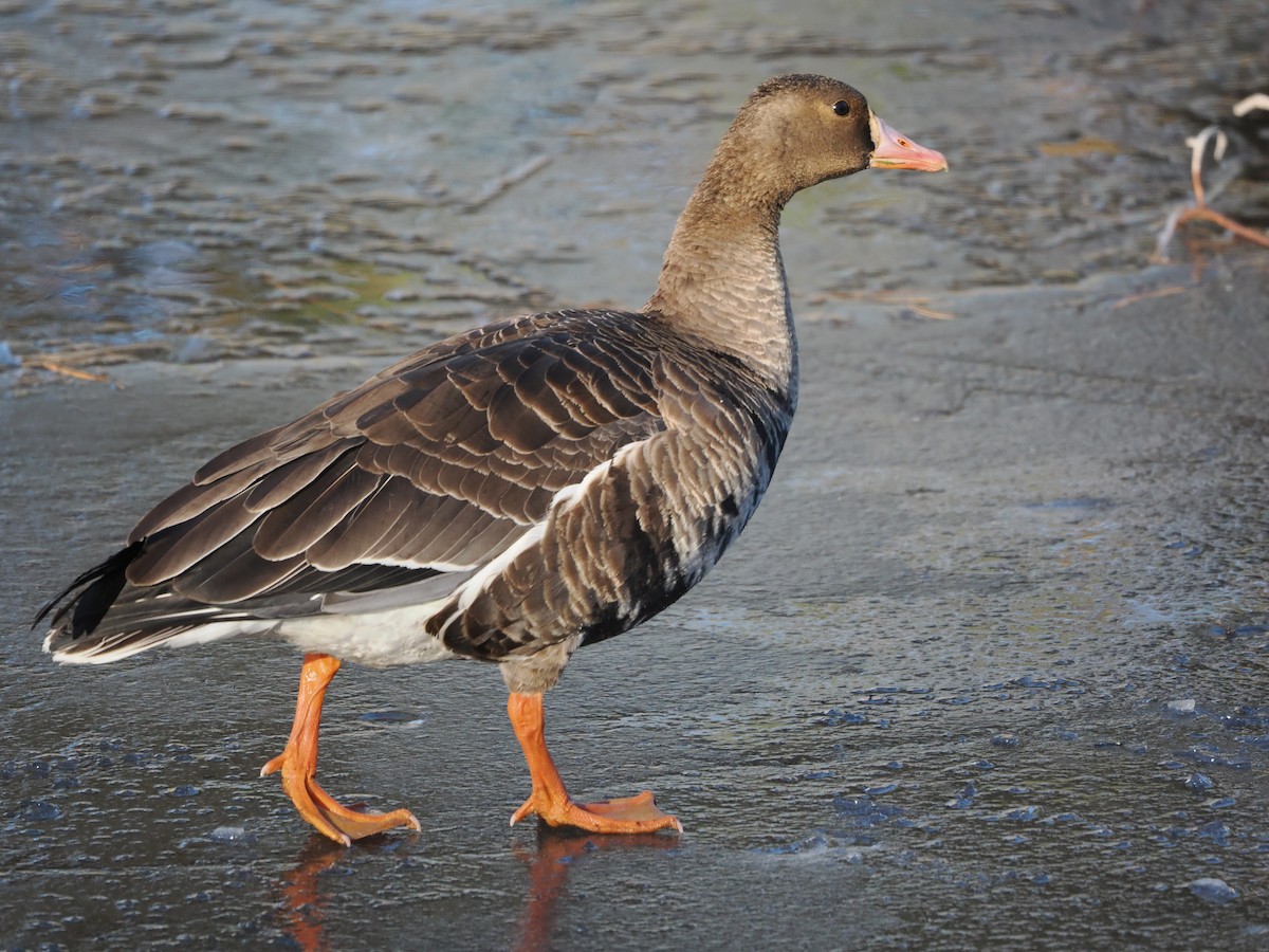 Ebird checklist 27 nov 2022 caughlin parkway trail 24 species 1