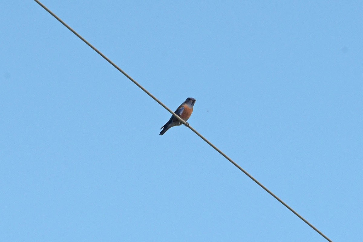 eBird Checklist 27 Nov 2022 Ranch Road 674, Brackettville, Texas