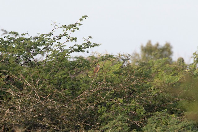 Female in its habitat; La Guajira, Colombia. - Vermilion Cardinal - 