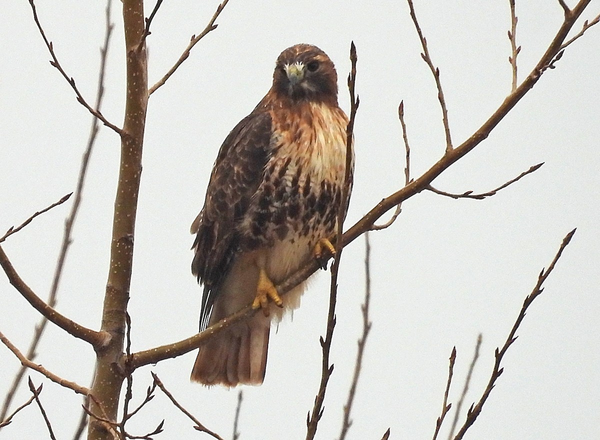 Red-tailed Hawk (abieticola) - ML507981501
