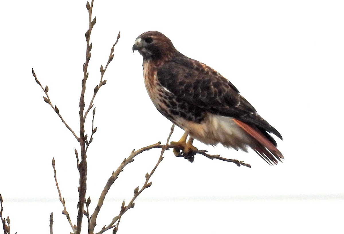 Red-tailed Hawk (abieticola) - ML507981721