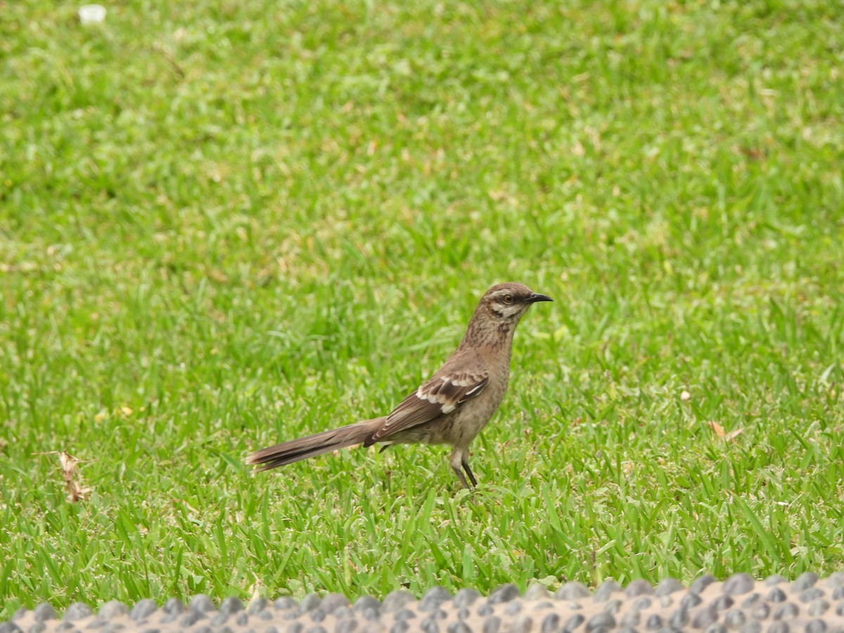 Long-tailed Mockingbird - ML507983821