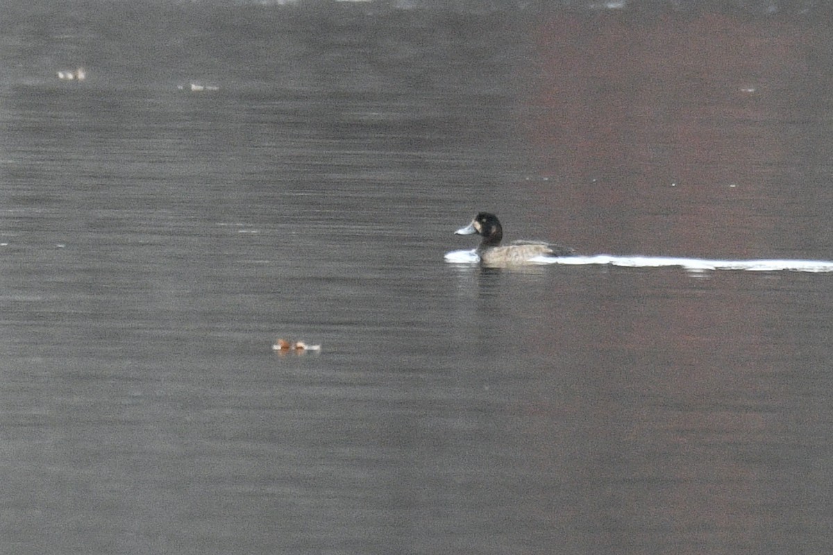 Greater Scaup - ML507985811