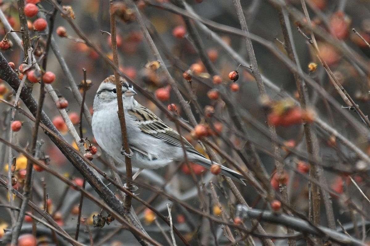 Chipping Sparrow - ML507985871