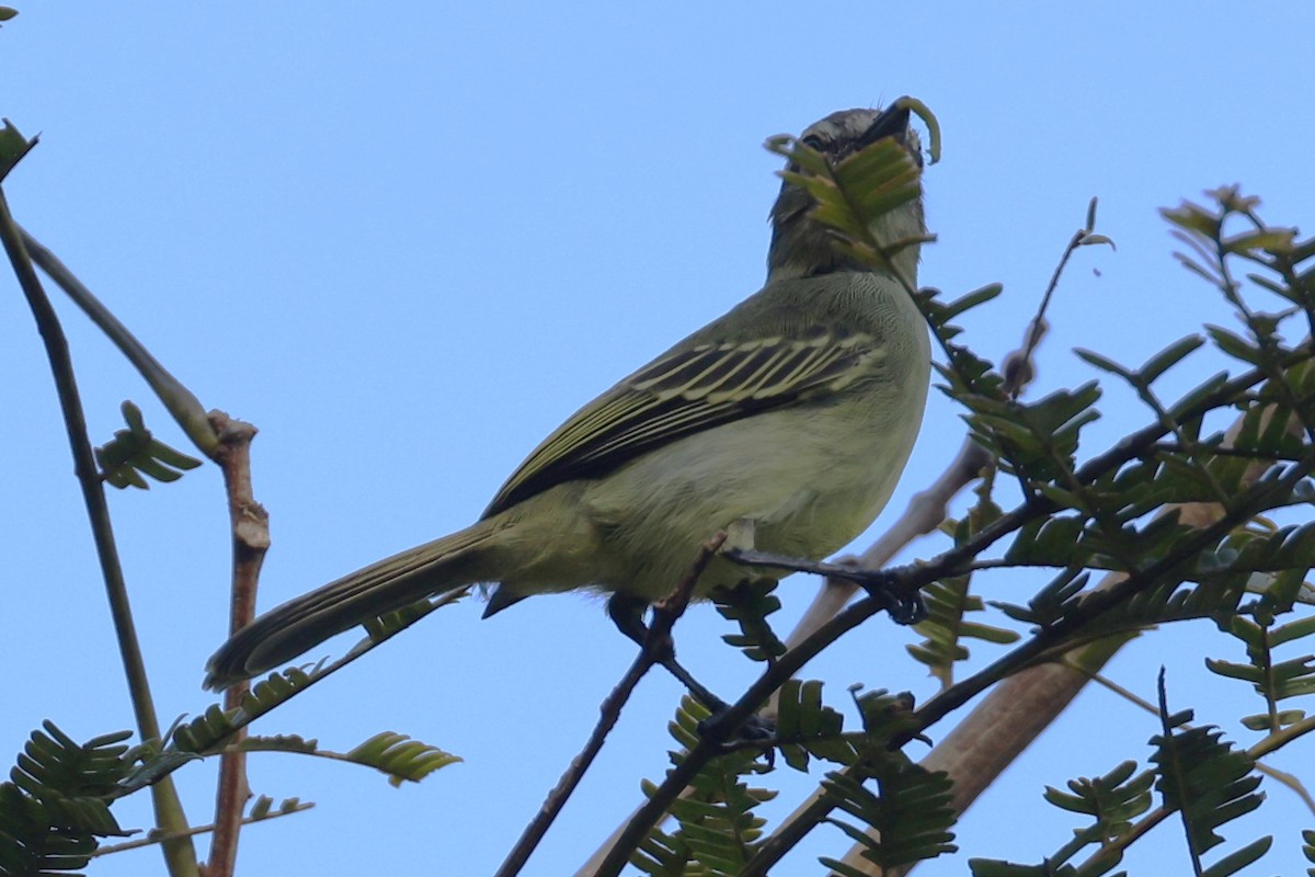 Yellow-olive Flycatcher - ML507987981