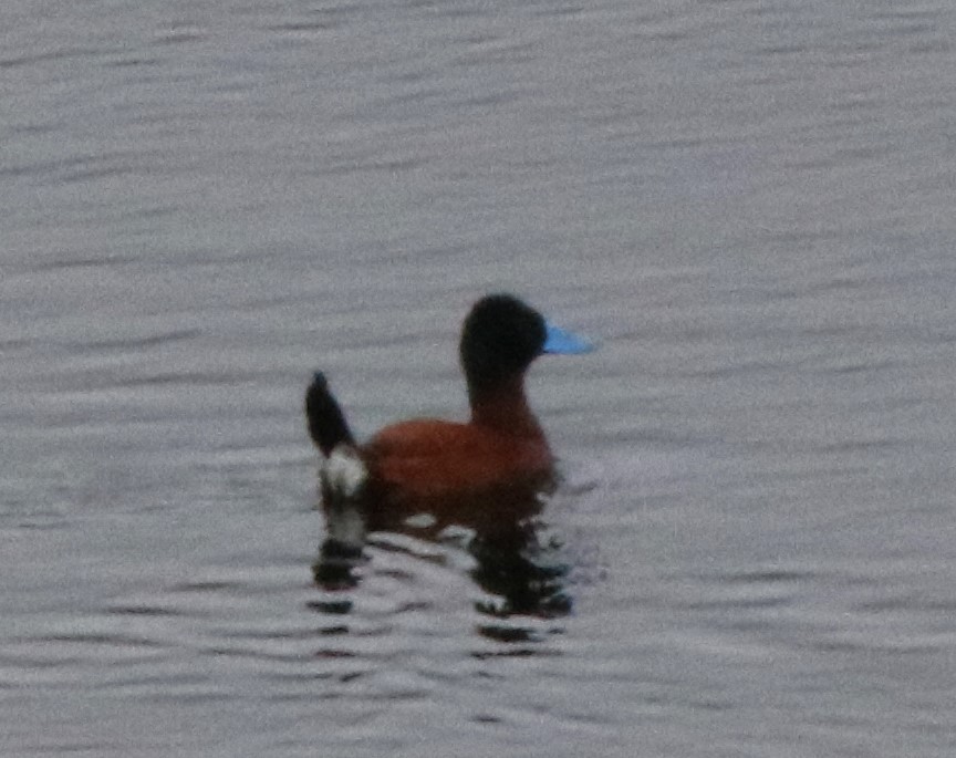 Andean Duck - ML507988391