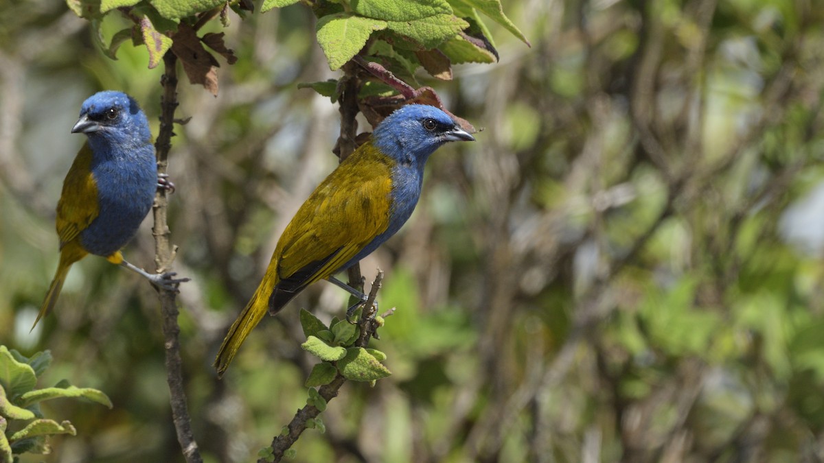 Blue-capped Tanager - ML507991351