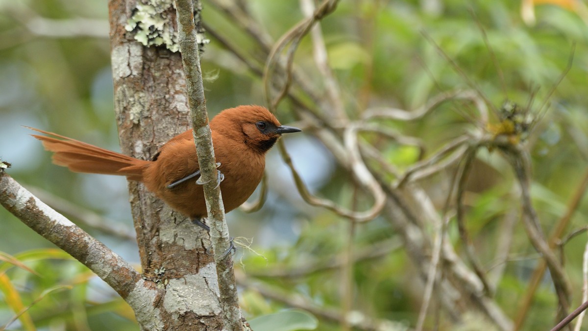 Black-throated Spinetail - ML507992421