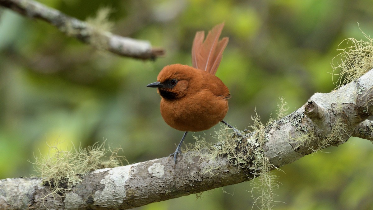 Black-throated Spinetail - Miguel Aguilar @birdnomad