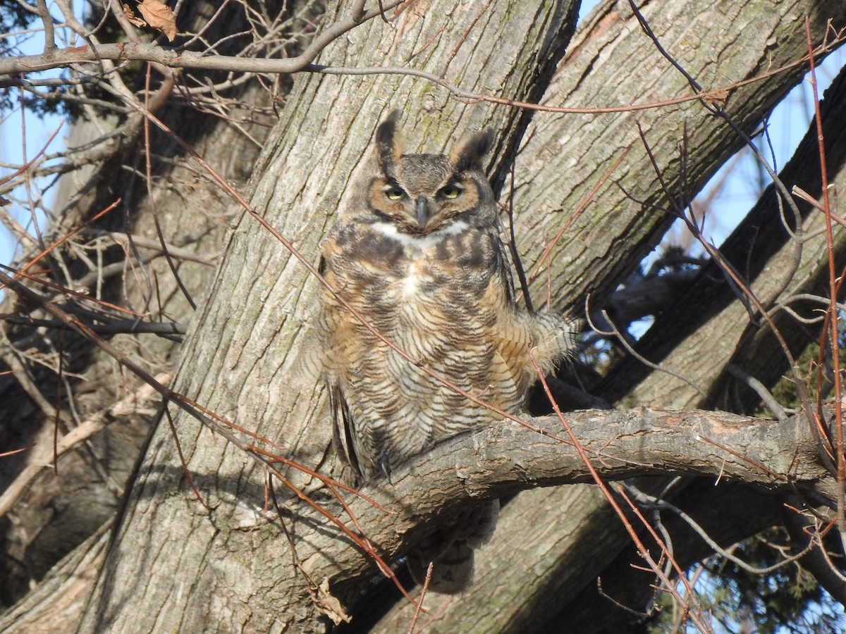 Great Horned Owl - Clayton Will