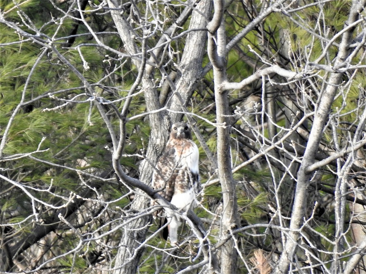 Red-tailed Hawk (abieticola) - ML507995131